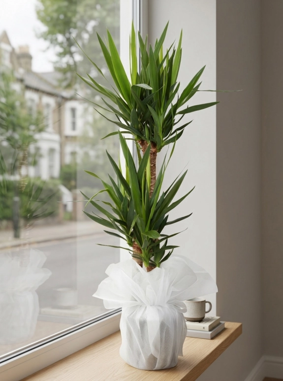 3'Lü Yucca Çiçeği